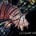 lionfish_common_nus_h_0705_png1902.jpg
